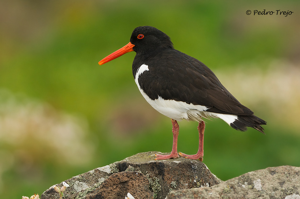 Imagen 97 de la galería de AVES (Limicolas)